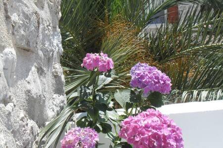 Urbana, Old Town Villa *